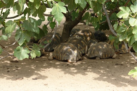 schildkroeten