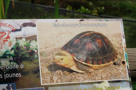 schildkroeten