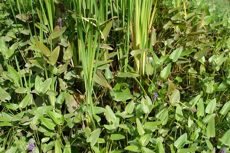 schildkroeten