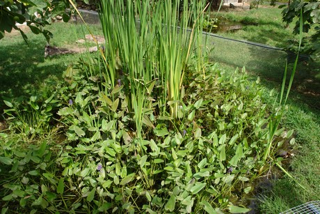 schildkroeten