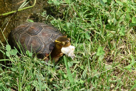 schildkroeten