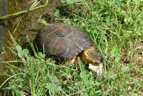 schildkroeten