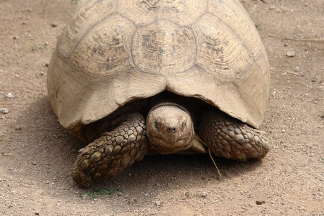 schildkroeten