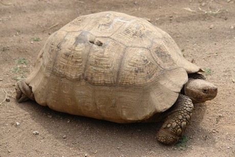 schildkroeten