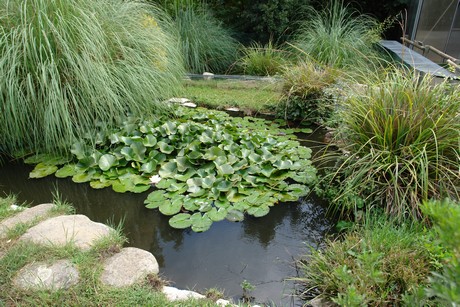 schildkroeten