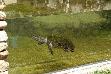 schildkroeten