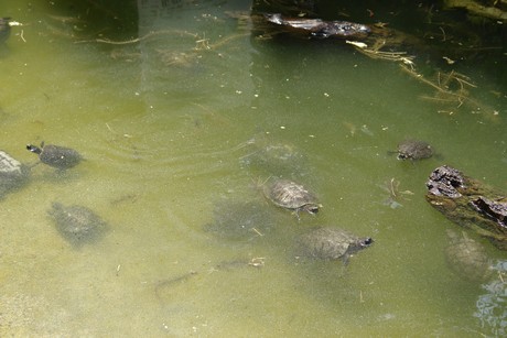 schildkroeten