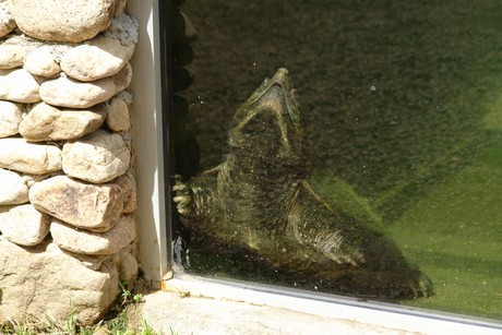 schildkroeten