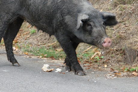 schweine