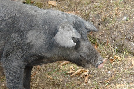 schweine