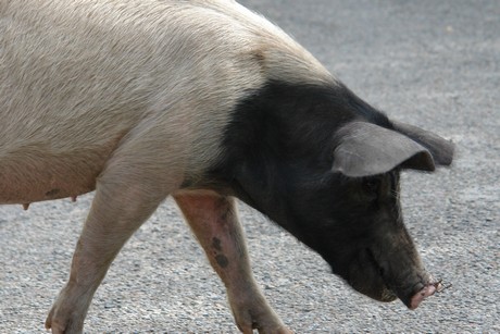 schweine