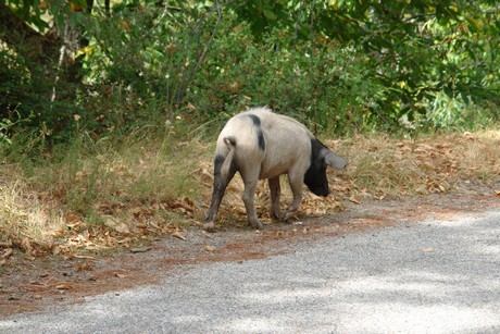 schweine