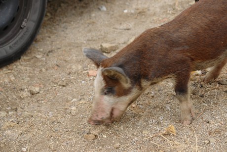 schweine