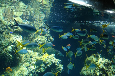 aquarium