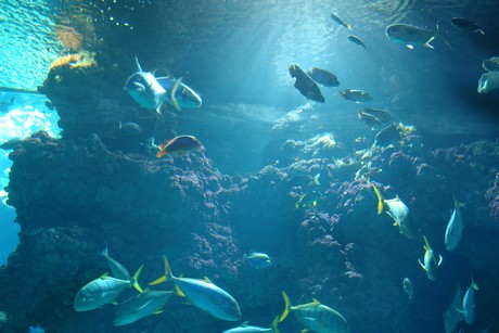 aquarium