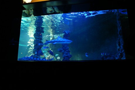 aquarium