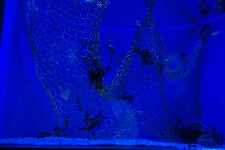 aquarium