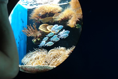 aquarium