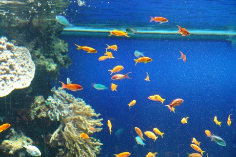 aquarium