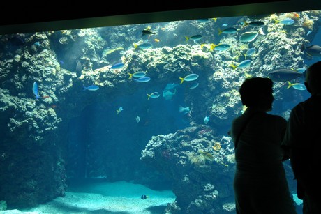 aquarium