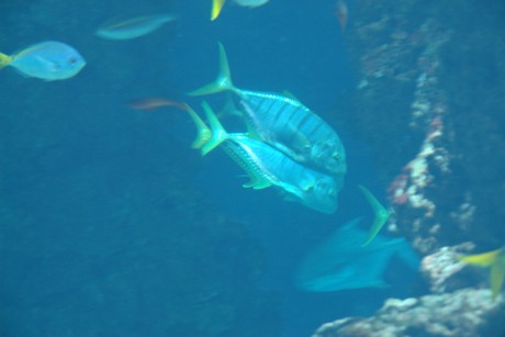 aquarium