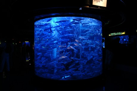 aquarium