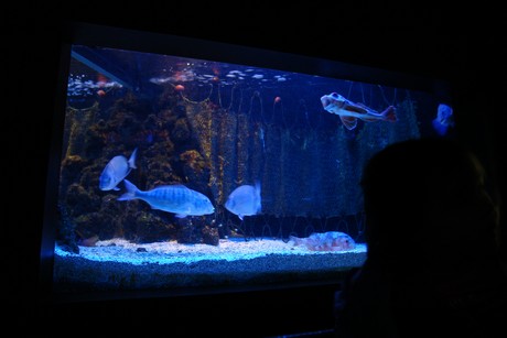 aquarium