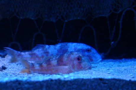 aquarium