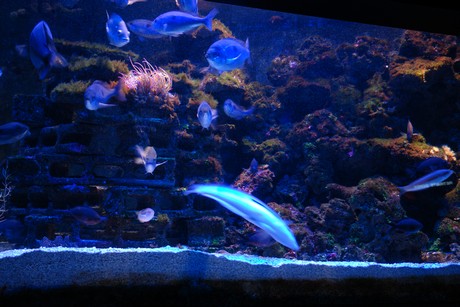 aquarium