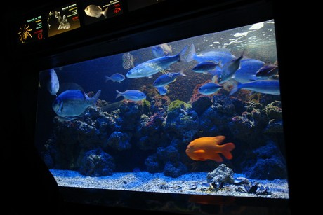 aquarium