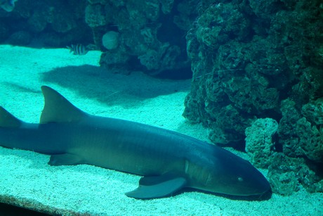 aquarium