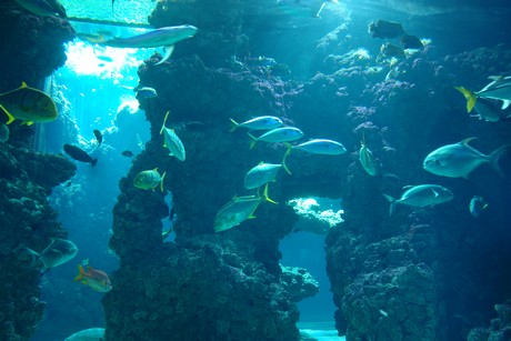 aquarium