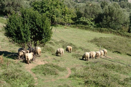 olmeta-di-capocorso