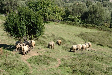 olmeta-di-capocorso