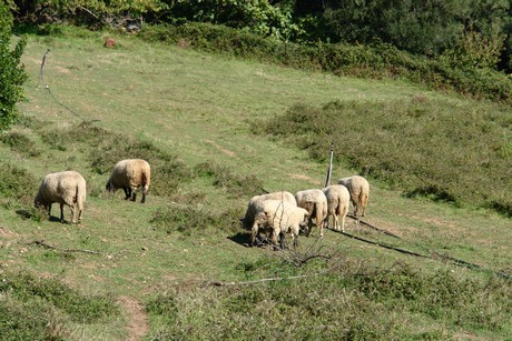 olmeta-di-capocorso