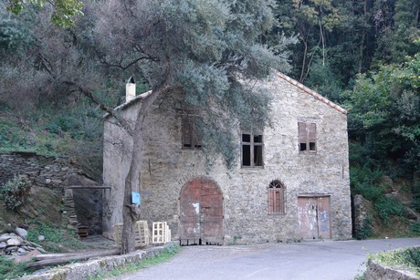 pino