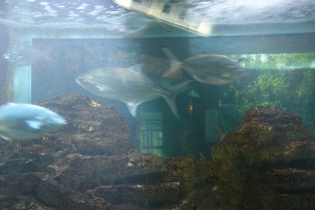 porto-aquarium