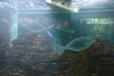 porto-aquarium