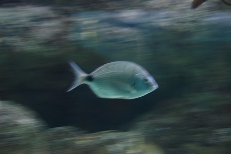 porto-aquarium
