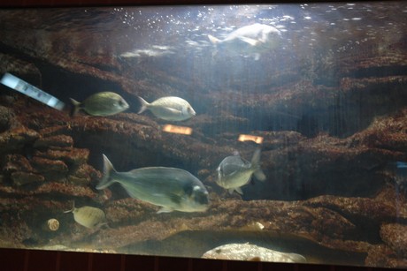 porto-aquarium