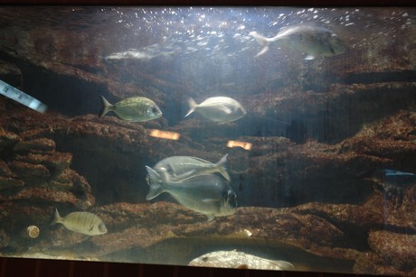 porto-aquarium