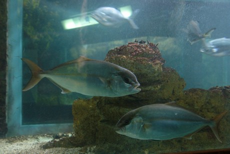 porto-aquarium