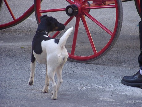 saignon