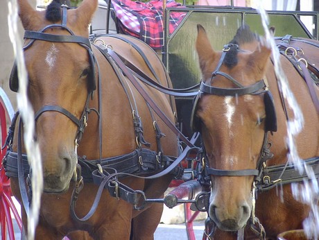 saignon