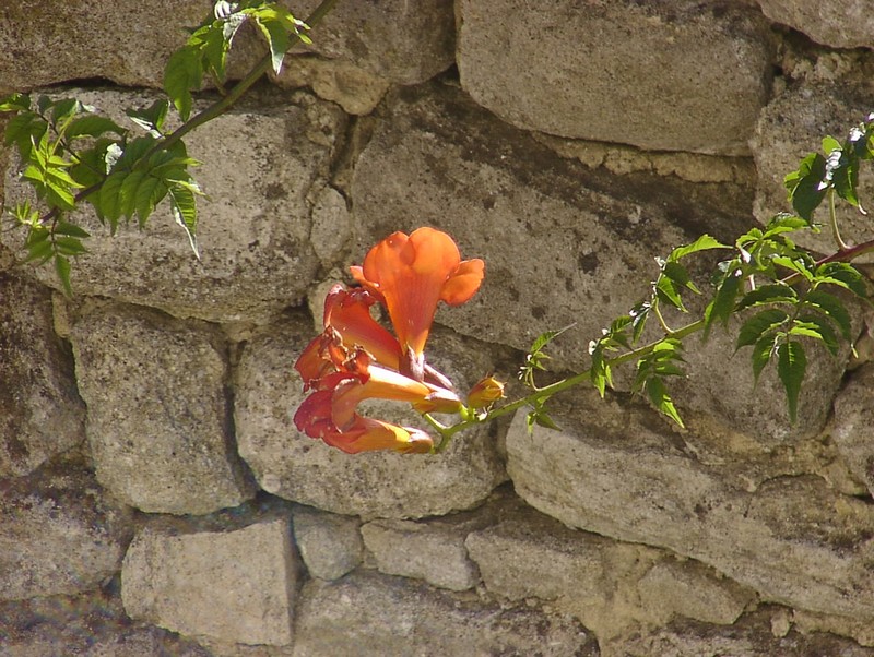 saignon