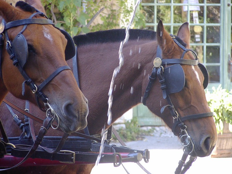 saignon