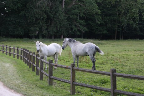 chateau-saint-fargeau-garten