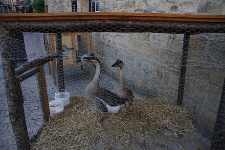 Sarlat