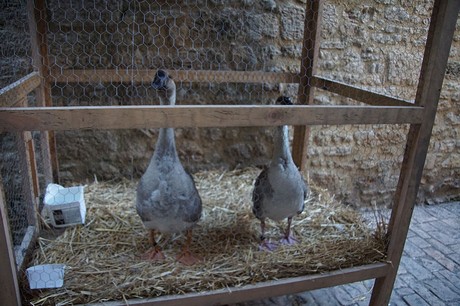 Sarlat