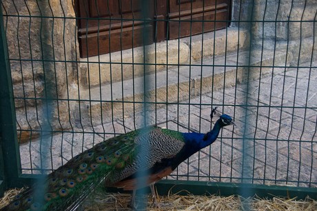 Sarlat